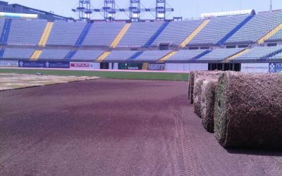 La U.D. Las Palmas confía en Novogreen para renovar su césped