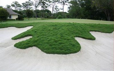 Bermuda Celebration, ideal in low-maintenance conditions
