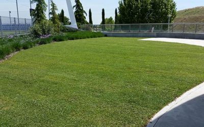 Real Madrid has opted for one of Novogreen's best ornamental grasses, Dichondra repens. Valdebebas is now adorned with top-of-the-line turf.