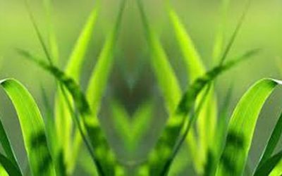 Spain turns green with novogreen