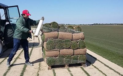De software Á rouleaux de gazon