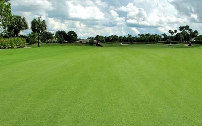 Zoysia: Calendário de Manutenção