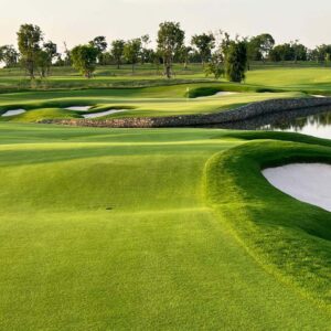 Zoysia Zeon
