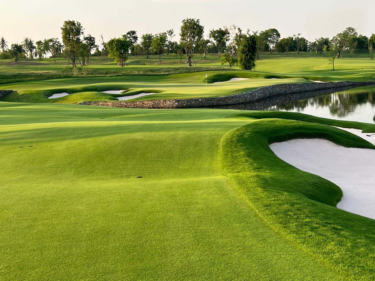 Zoysia Zeon