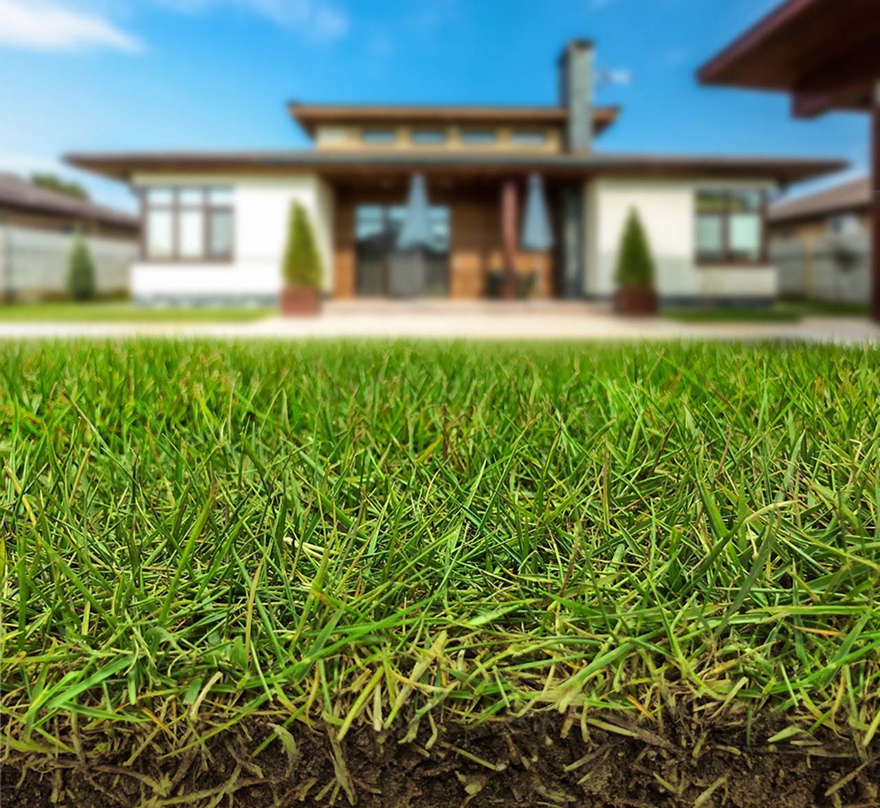 Zoysia Zeon - Imagen 6