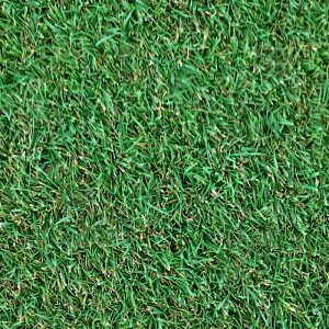 Agrostis Stolonifera 007