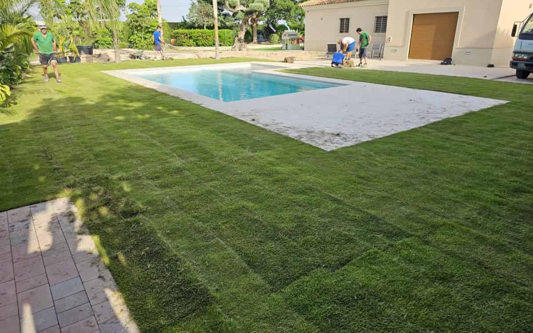 Installation of Zoysia Zeon sods produced by Novogreen Cesped Natural SA