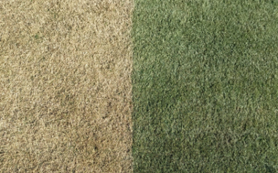 Césped en latencia y su instalación