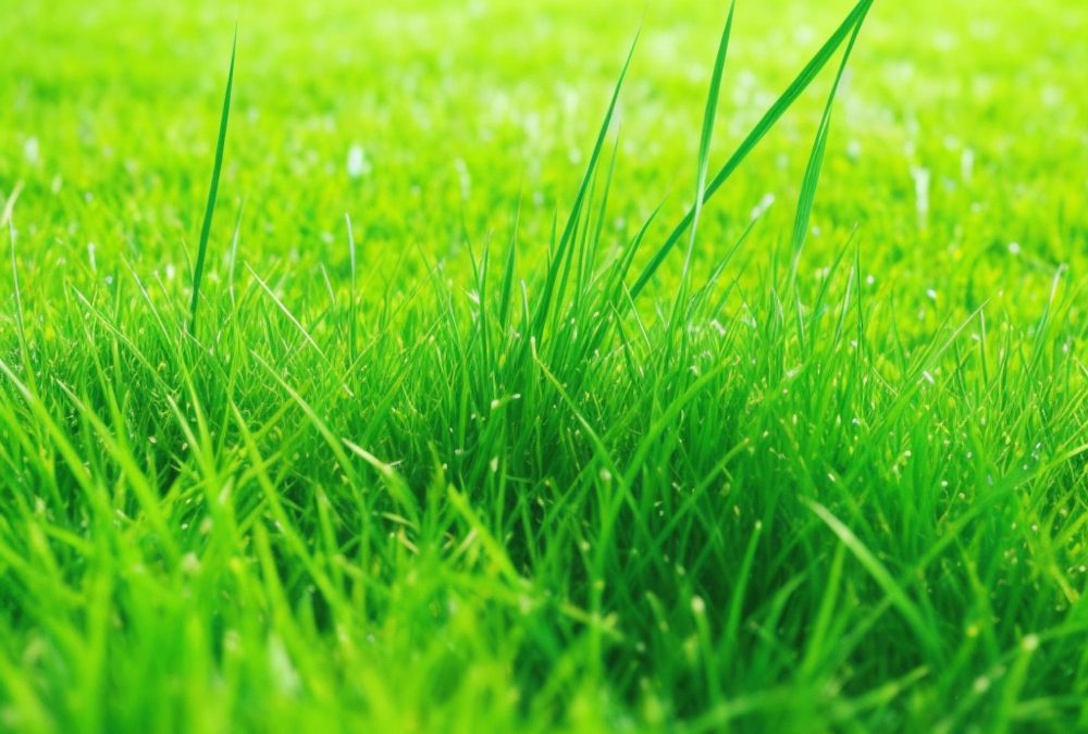 Guía completa para elegir el césped natural perfecto para tu jardín