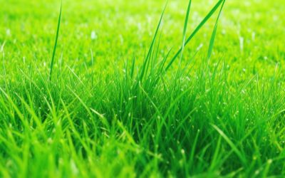 Guía completa para elegir el césped natural perfecto para tu jardín
