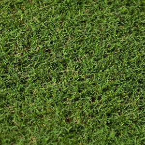 Bermuda ultra-dwarf TifEagle