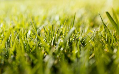 Algunos tipos de césped natural y sus usos ideales