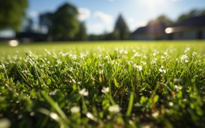 Transporte de Césped Natural: Soluciones Tecnológicas para Mantener la Frescura y Calidad