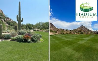 Stadium, la nueva zoysia desarrollada en EEUU