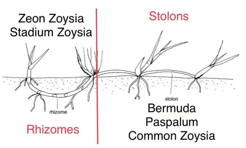 Comparativa de sistema rizomatoso de Z. Stadium y Zeon vs sistema estolonifero