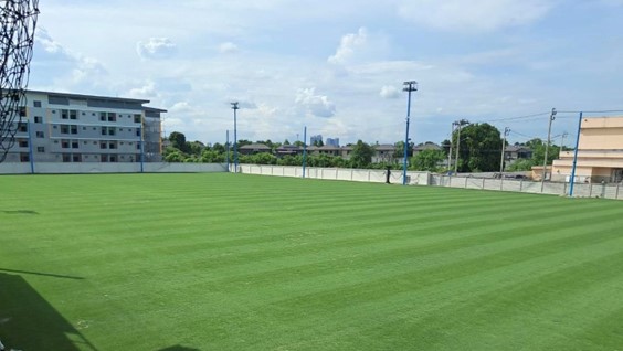 Zoysia Stadium a las 10 semanas de su plantación por esquejes 