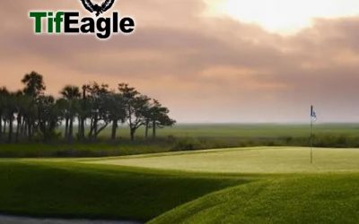 Bermuda ultra-dwarf TifEagle para greens de golf