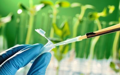 ITGAP: certificaciones, pureza genética y césped libre de contaminaciones