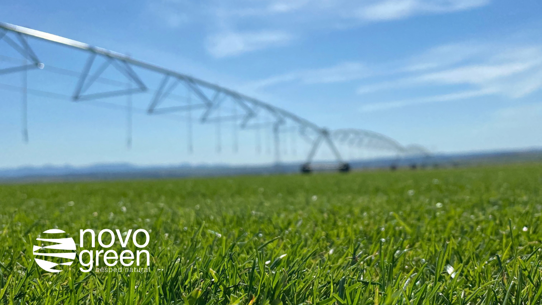 Césped natural y ahorro de agua