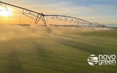 Césped natural y ahorro de agua: criterios reales para elegir mejor