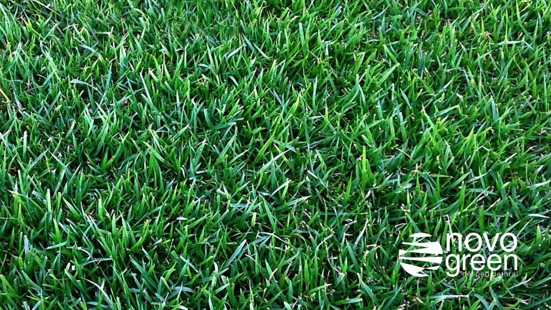 zoysia para jardines con piscina